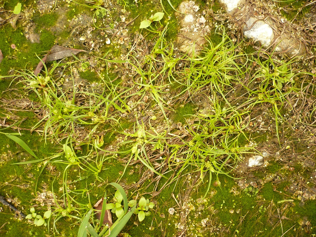 Cyperus michelianus (Cyperaceae)
